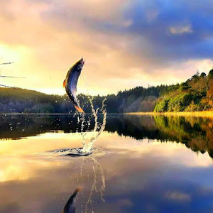 Meet your Posher, Don